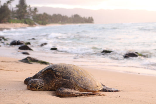 Schildkröte am Strand<a href="https://www.magnific.com/free-photo/beautiful-shot-giant-turtle-sandy-seashore_7747886.htm">Image by wirestock on Magnific</a>